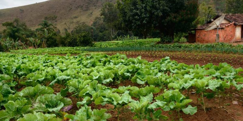 Assessoria para compra e venda de imóvel rural